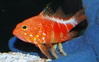  Plectranthias pelicieri (Pelcier's Perchlet)